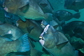   This school green humphead parrotfish had their home dive site Barracuda point Sipadan Borneo. used wide angle 17 mm. Borneo mm  